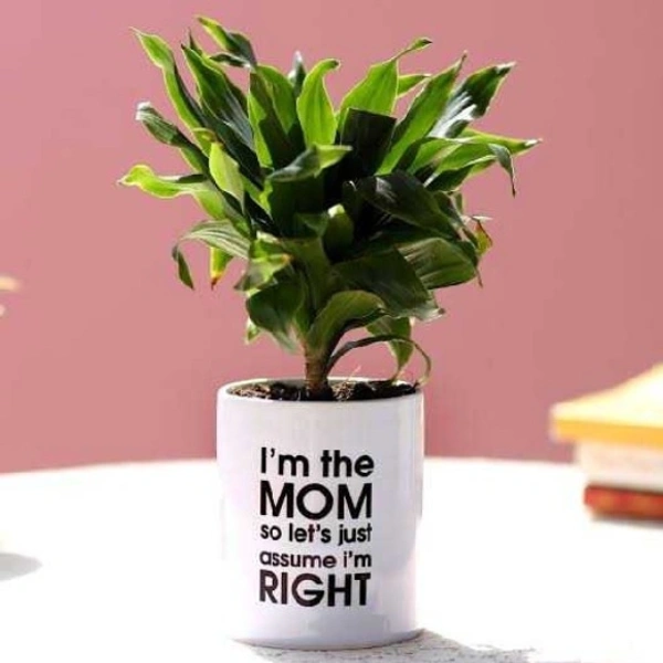 Planter and Pen stand