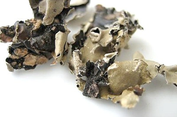  Patthar Phool - 10g