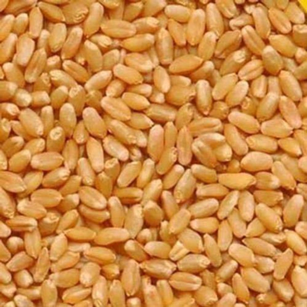 lokwan wheat - 10g
