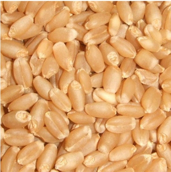M.P. Sihor wheat - 5kg