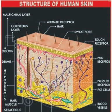 Dermatology