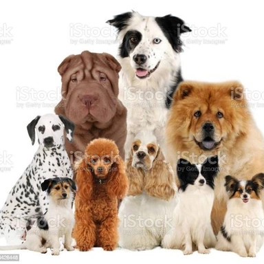 Pets Care