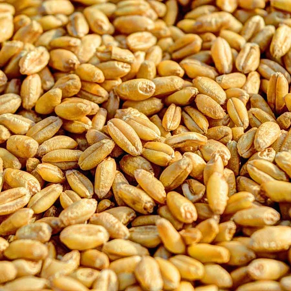 Bhojan Samrat  Wheat- 1kg - Brown, RIDDHI SIDDHI KIRANA