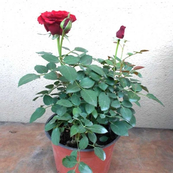 Rose Plant