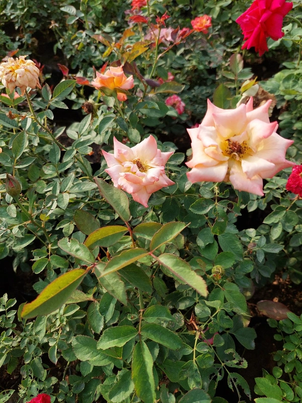 Rose Plant