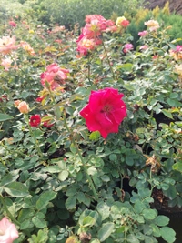 Rose Plant