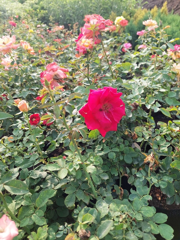 Rose Plant