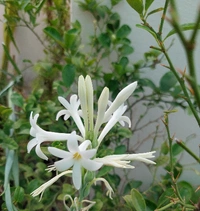 Essential Flowers Pack