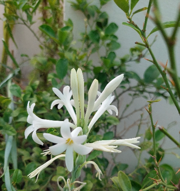Essential Flowers Pack