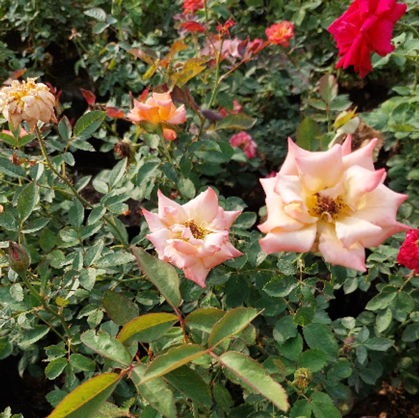 Essential Flowers Pack