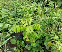 Ayurvedic Detox Pack
