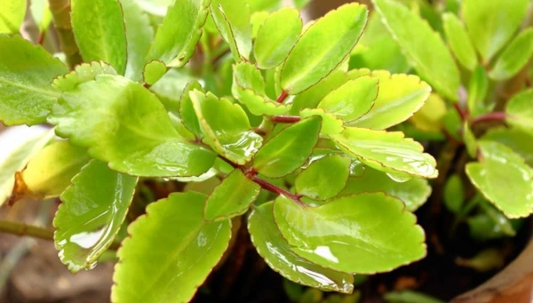 Ayurvedic Detox Pack