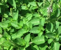 Ayurvedic Detox Pack