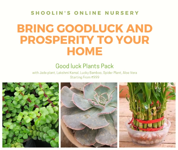 Good Luck and Prosperity Plants Pack