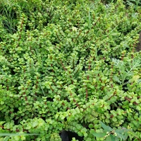 Good Luck and Prosperity Plants Pack