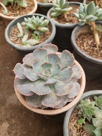 Good Luck and Prosperity Plants Pack