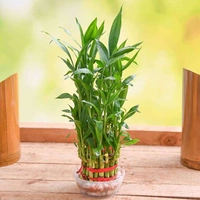 Good Luck and Prosperity Plants Pack