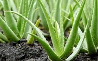 Good Luck and Prosperity Plants Pack