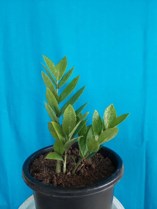 ZZ Plant