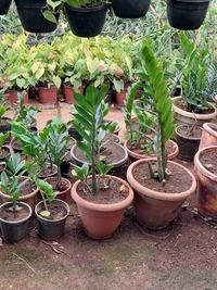 ZZ Plant