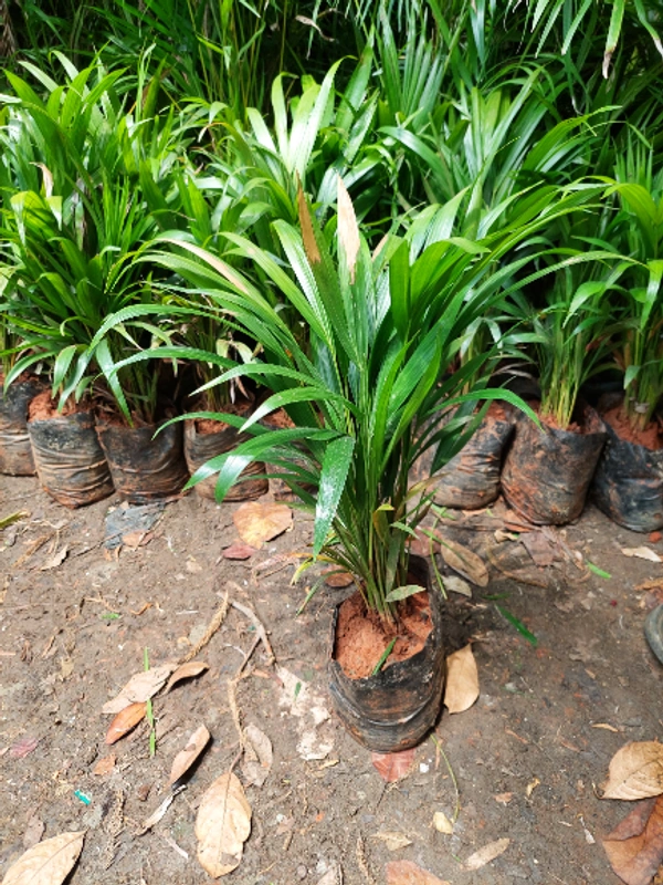Areca Palm