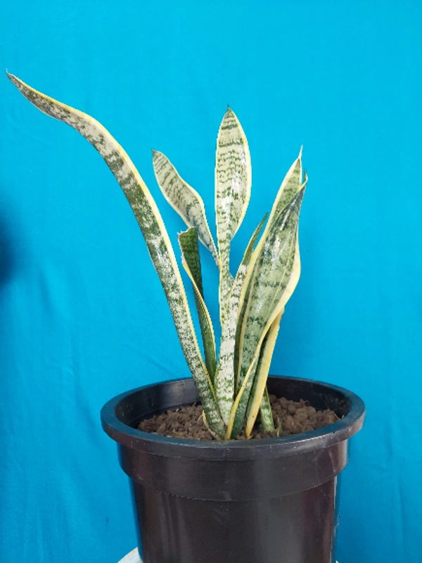 Snake Plant