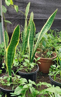 Snake Plant