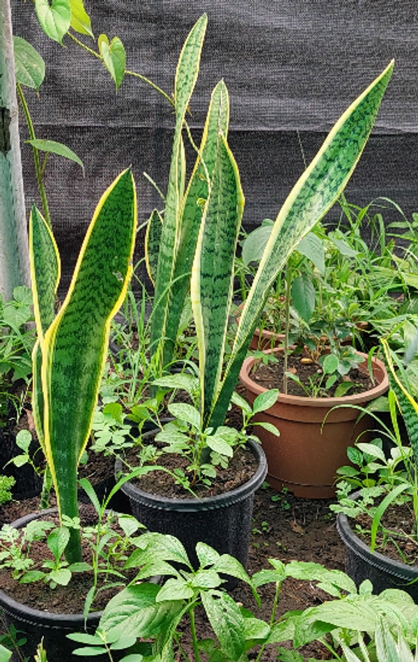 Snake Plant
