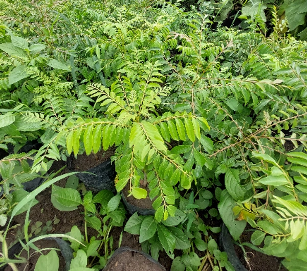 Curry Neem (Meehta Neem)