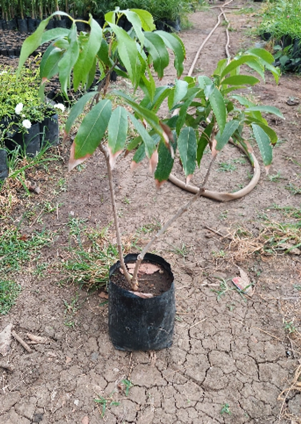 Hybrid Litchi