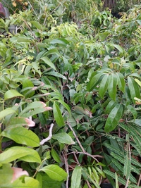 Hybrid Litchi