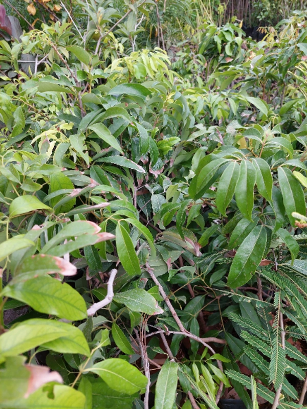 Hybrid Litchi