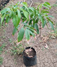 Hybrid Litchi