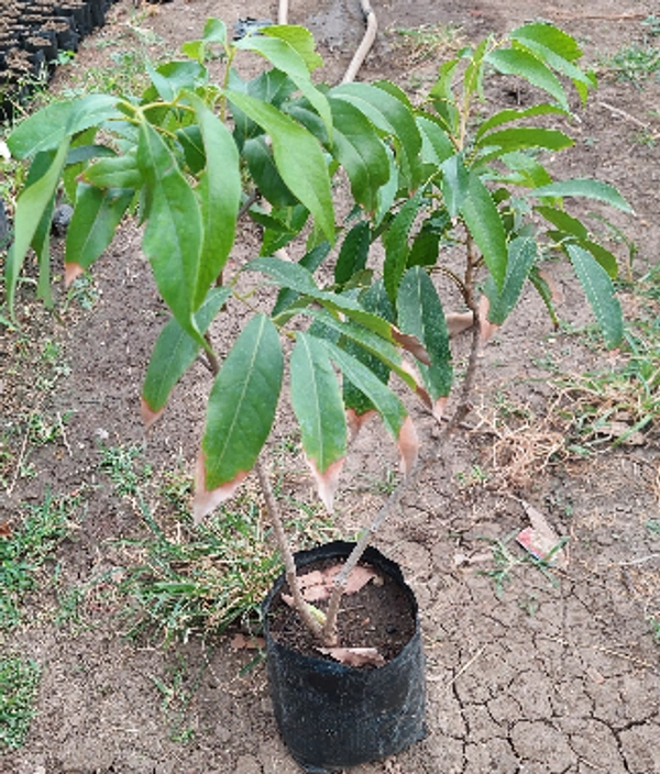 Hybrid Litchi
