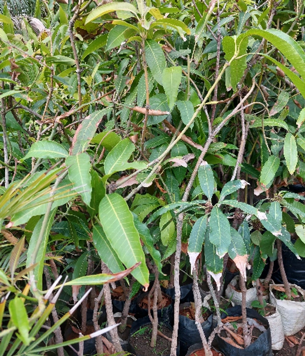Hybrid Mango (Fruiting - once a year)