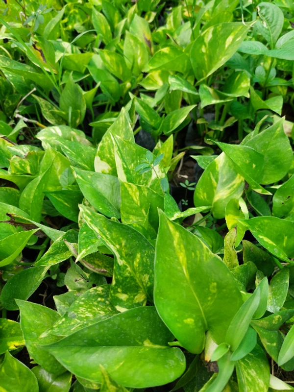 Money Plant