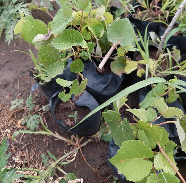 Grapes
