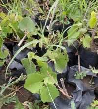 Grapes