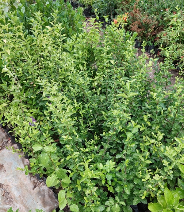 Hybrid Cherry