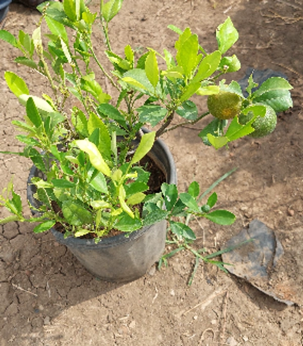 Hybrid China Orange