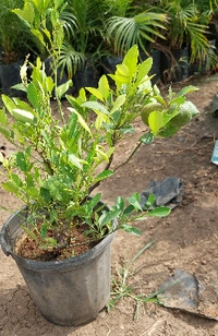 Hybrid China Orange