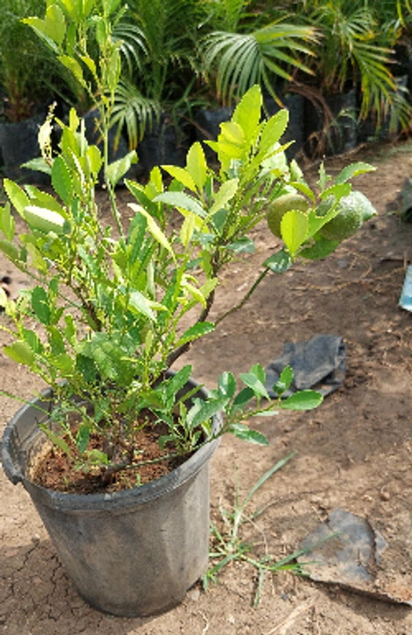 Hybrid China Orange