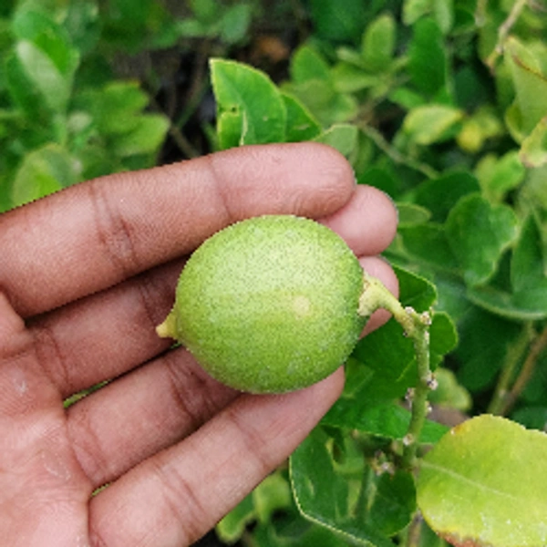 Hybrid Lemon