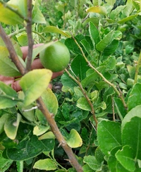 Hybrid Lemon