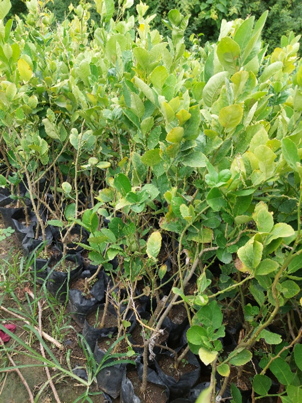 Hybrid Lemon