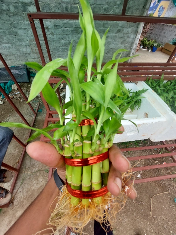 Lucky Bamboo (Double Layer)