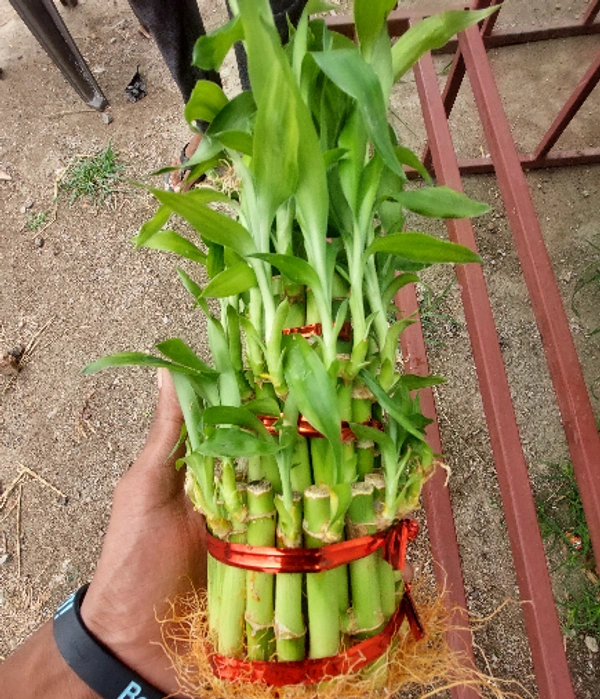 Lucky Bamboo (Triple Layer)