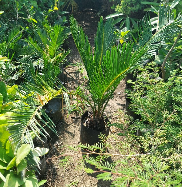 Cycas Palm