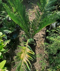 Cycas Palm