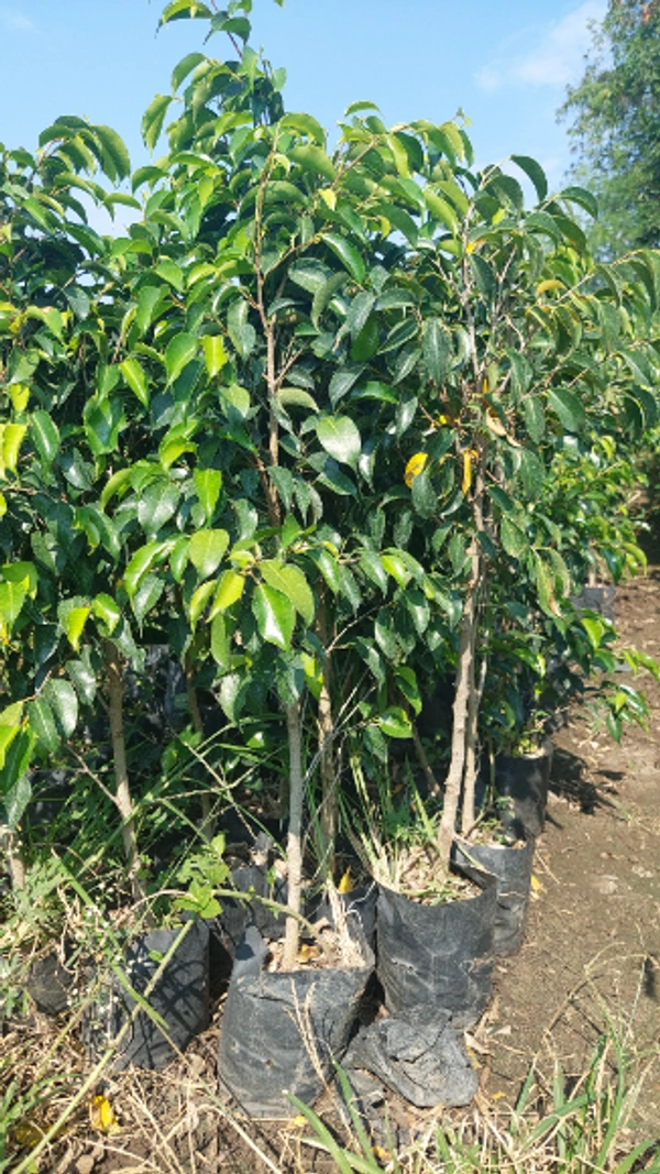 Black Ficus (Small)